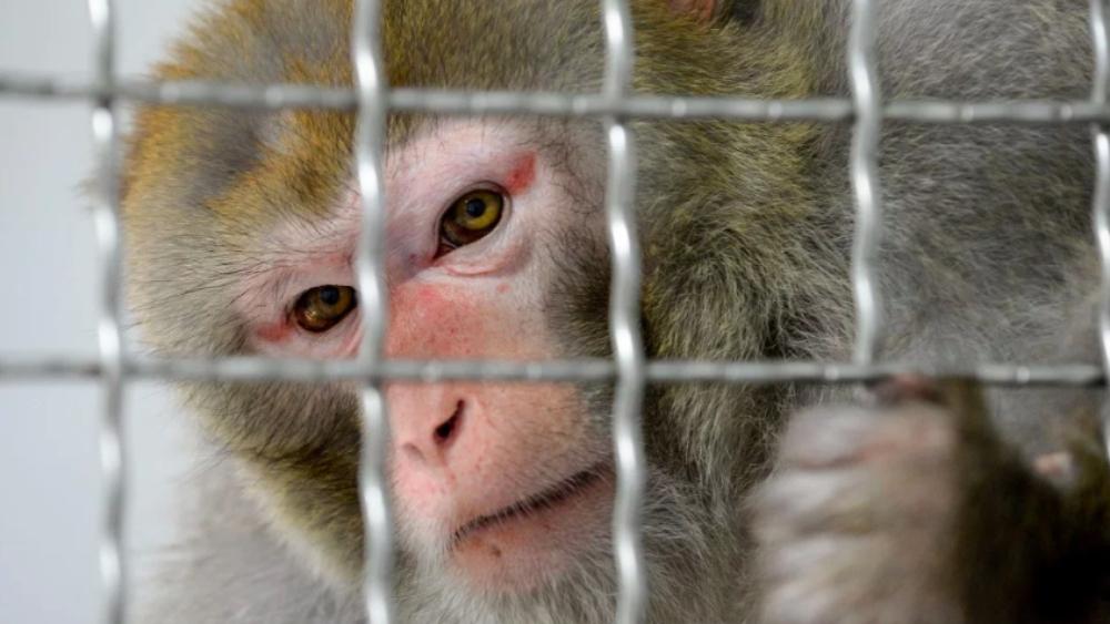 علماء الصين يكتشفون لقاحًا لفيروس كورونا تمت تجربته بنجاح على "قرود التجارب"