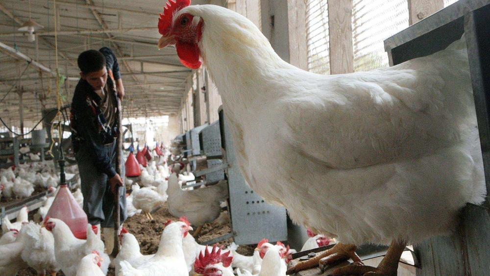 الفيدرالية البيمهنية لقطاع الدواجن: "جميع الضيعات والمؤسسات الإنتاجية ستستمر في العمل بشكل طبيعي"