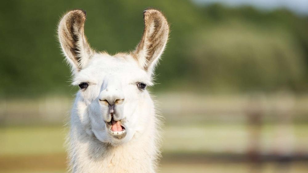 حيوان "اللاما" قد يصبح سلاح البشرية في مواجهة كورونا بامتلاكه "أجسام مضادة" للفيروس داخل جسمه