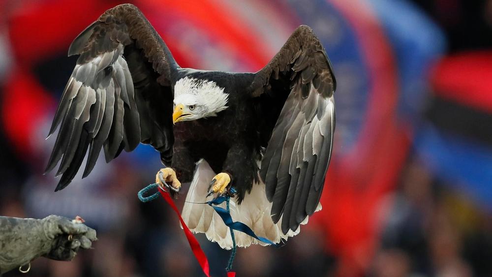 وفاة "كايلا" نسر نادي كريستال بالاس بنوبة قلبية