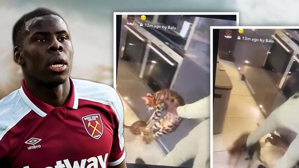 بعد ظهوره في فيديو "يركل قطة ويعاملها بقسوة".. الفرنسي زوما يعتذر عن سلوكه ونادي وست هام يتعهد بمعاقبته