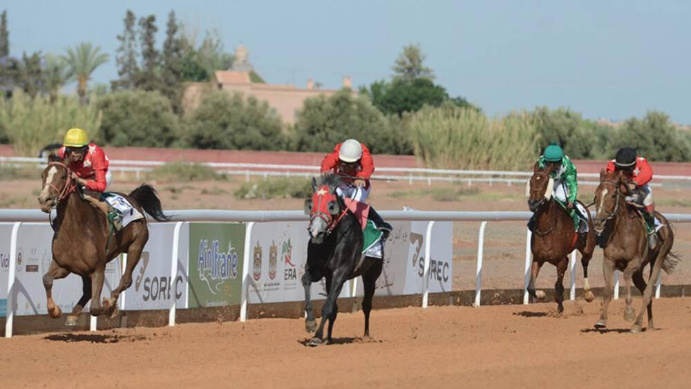 Sports Équestres - Grand événement hippique à Marrakech