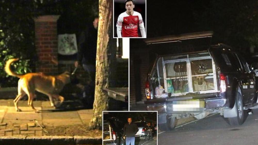 بعد تهديده بالقتل .. أوزيل يستأجر عددًا هائلاً من الكلاب لحراسة منزله