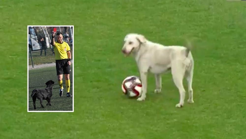 في "واقعة طريفة".. حكم يشهر البطاقة الحمراء في وجه كلب "اقتحم" الملعب بصربيا